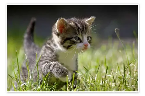 Gatito de WildlifePhotography