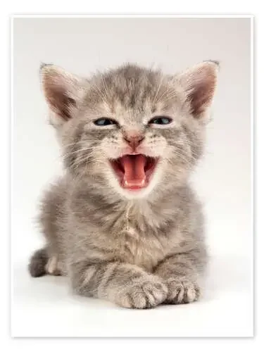 Gatito dulce de Beranger Science Photo Library