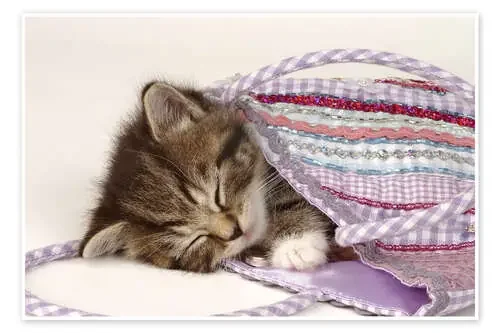 Gato dormido de Greg Cuddiford MGL Licensing