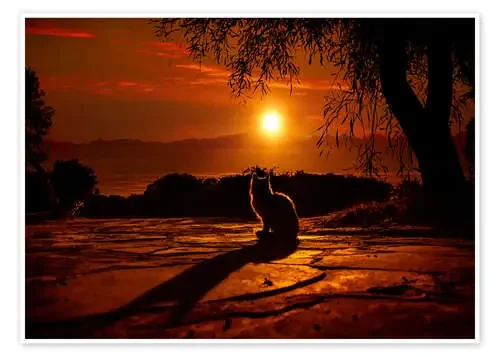 Gato en la puesta de sol de Elena Dudina