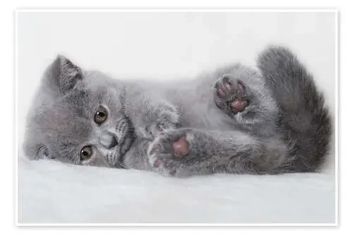 Gato gris muy tierno de Heidi Bollich