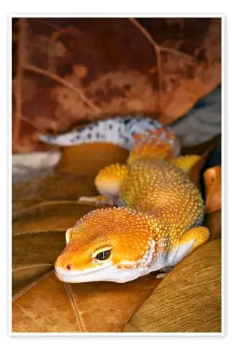 Gecko leopardo entre las hojas de Adam Jones Danita Delimont