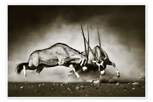 Gemsbok antelope fighting in dusty sandy desert de Johan Swanepoel