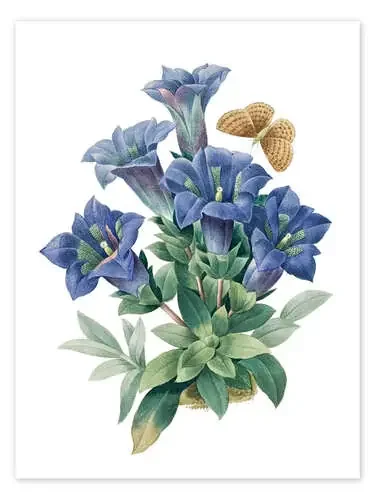 Gentiana acaulis de Pierre Joseph Redouté Master Collection