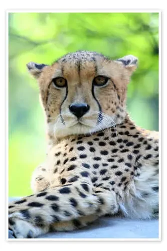 Gepard portrait de Marcel Schauer