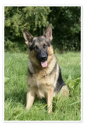 German Shepherd de Greg Cuddiford MGL Licensing