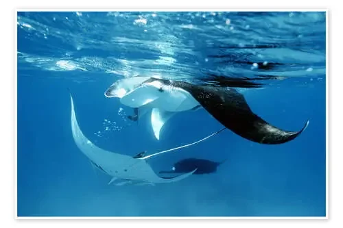Giant manta rays de Georgette Douwma Science Photo Library