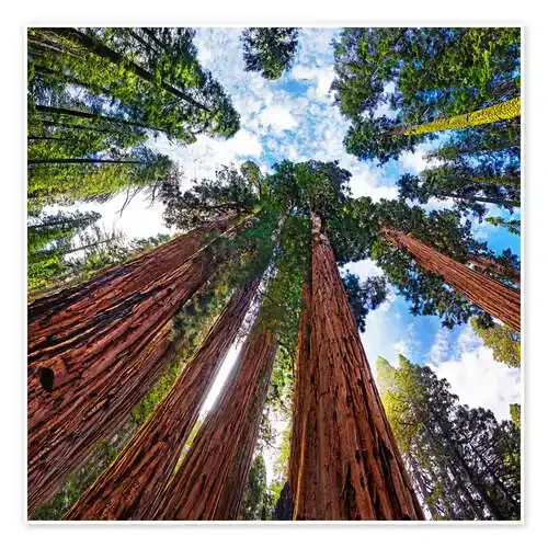 giant Sequoia de Michael Rucker