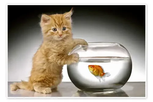Ginger cat and fishbowl de Greg Cuddiford MGL Licensing