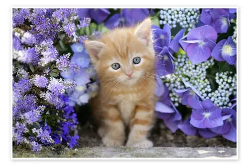 Ginger cat in flowers de Greg Cuddiford MGL Licensing