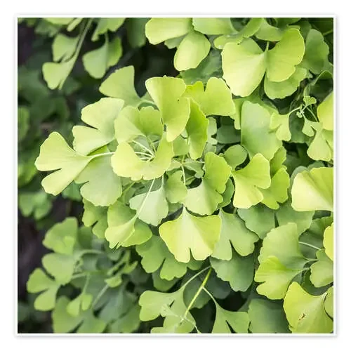 Gingko Editors Choice