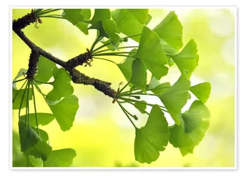 ginkgo biloba de GUGIGEI