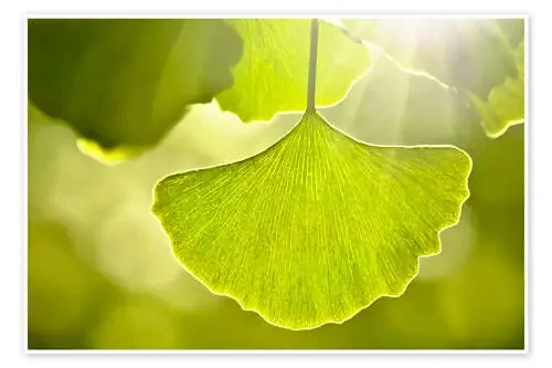 Ginkgo leaves de Atteloi