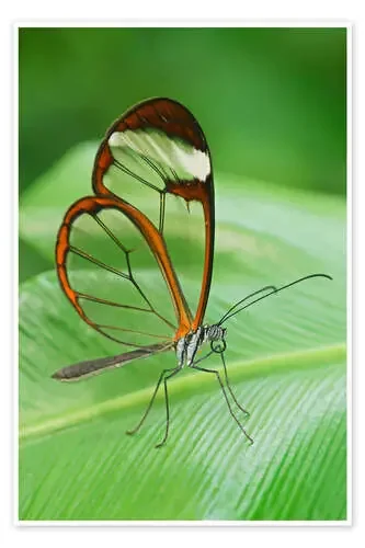 Glass Skipper de Bernhard Kaiser