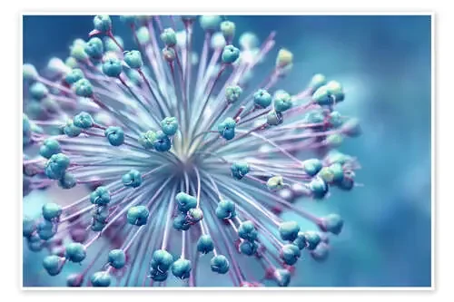 Globularia de Atteloi