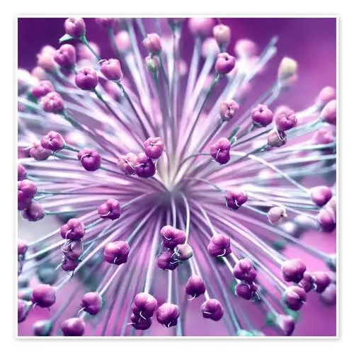 Globularia, lila de Atteloi