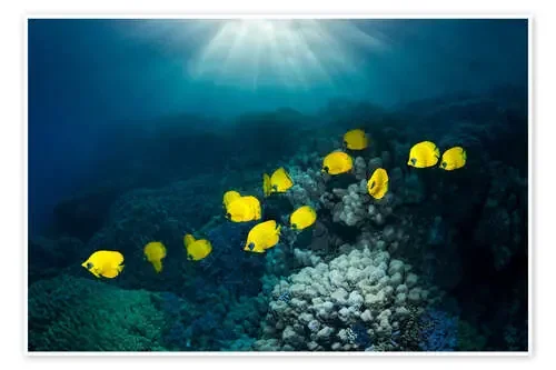 Golden butterflyfish de Georgette Douwma Science Photo Library