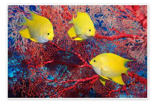 Golden damselfish de Georgette Douwma Science Photo Library
