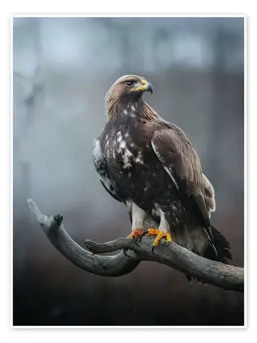 Golden Eagle de articstudios