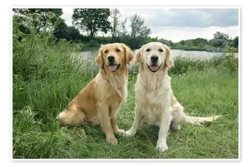 Golden Retrievers de Greg Cuddiford MGL Licensing