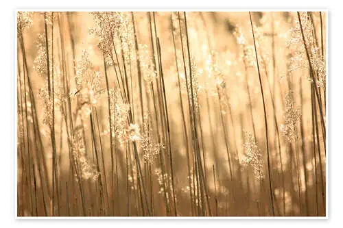 Golden Times de Justin Schümann