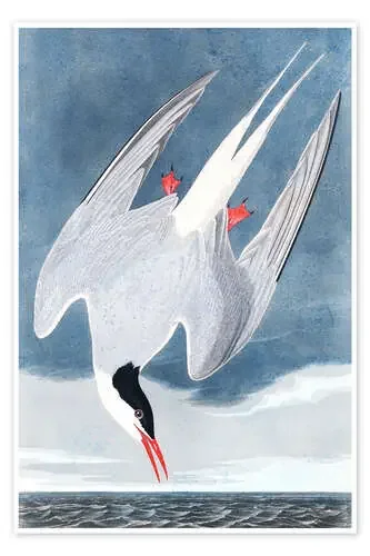 Golondrina de mar de John James Audubon Master Collection