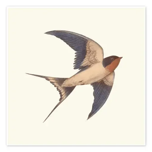 Golondrina de Terry Fan