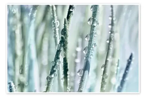 Gotas de agua sobre briznas de hierba III de Atteloi