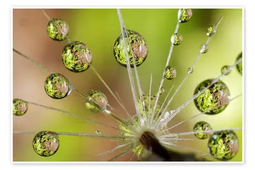 Gotas de agua sobre diente de león de Christopher Talbot Frank Danita Delimont