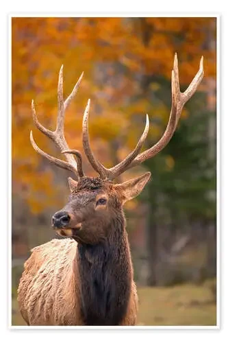 Gran toro de Carson Ganci Design Pics