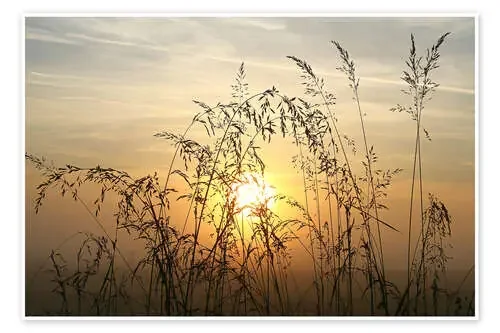 Grasses in Sunrise 2 de Bernhard Kaiser