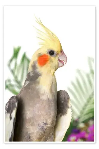Gray cockatiel with flowers Editors Choice
