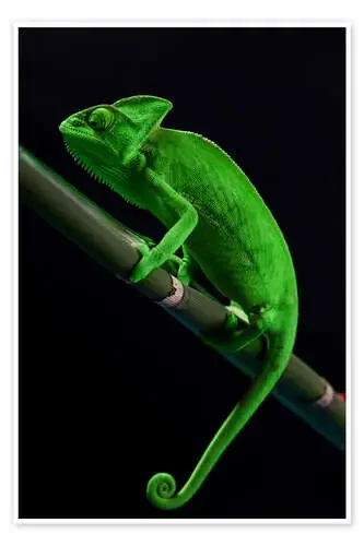 Green chameleon Editors Choice