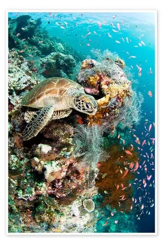 Green turtle de Matthew Oldfield Science Photo Library