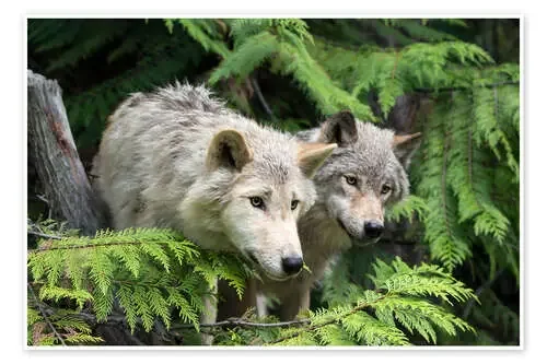 Grey wolves de P. Marazzi Science Photo Library