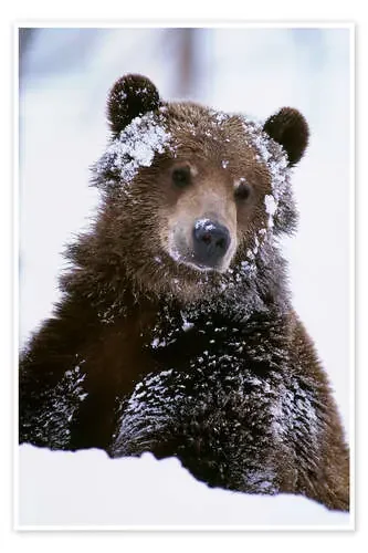 Grizzly en la nieve de Doug Lindstrand Design Pics