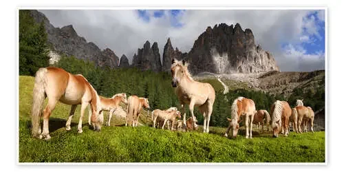 Haflinger horses in a meadow in front of the Rosengarten Mountains de Michael Rucker