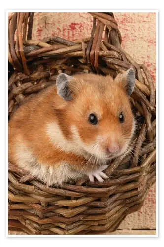 Hamster in a wicker basket de Greg Cuddiford MGL Licensing