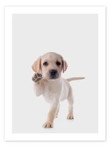 Happy Retriever Puppy de Animal Kids Collection Editors Choice