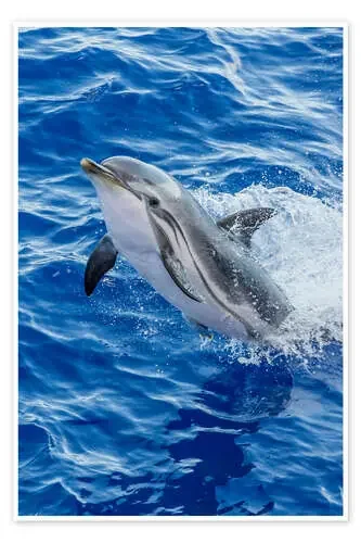 Happy striped dolphin de Michael Nolan Robert Harding