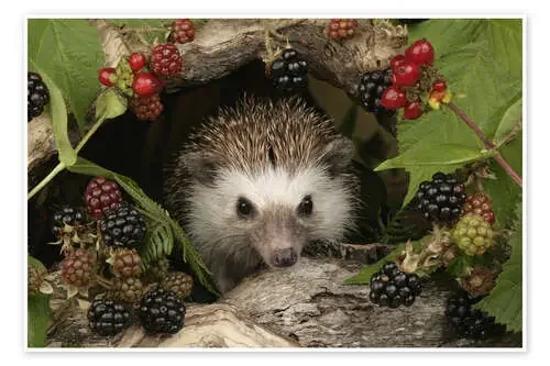 Hedgehog and blackberries de Greg Cuddiford MGL Licensing
