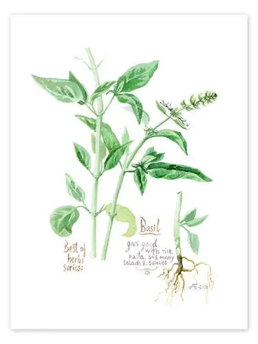 Herbs & Spices collection Basil de Verbrugge Watercolor