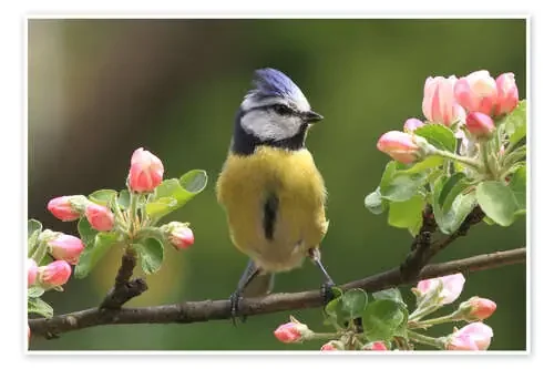 Herrerillo con flores del manzano I de Uwe Fuchs