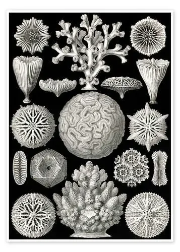 Hexacorales, Hexacorallia (Obras de arte de la naturaleza, 1899) de Ernst Haeckel Master Collection