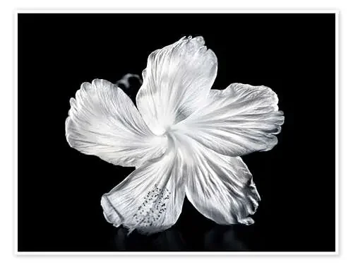 Hibisco blanco de M. Swiet Design Pics