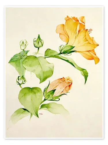 Hibiscus rosa-sinensis de Sarah Creswell Bridgeman Images
