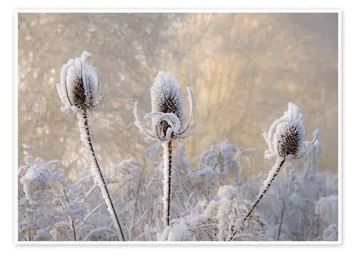 Hoar frost on a teasel in wintertime de Katho Menden