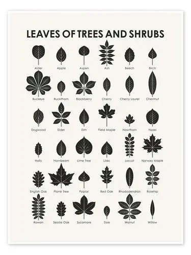 Hojas de árboles y arbustos (inglés) de Iris Luckhaus
