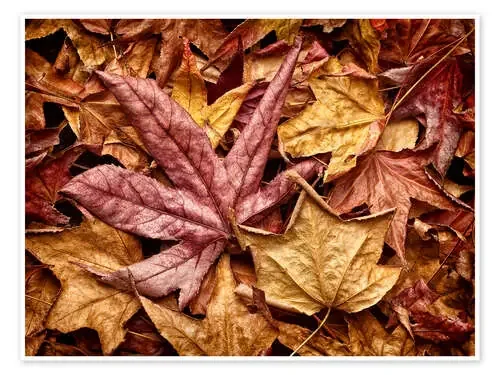Hojas de otoño de Ann Collins Danita Delimont