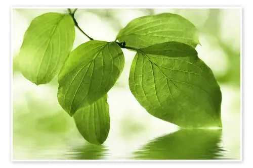 Hojas verdes I de Atteloi